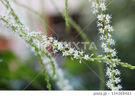 オカワカメの花　白い花　アカザカズラ　長い花穂　白く小さ花が集まり穂のように咲くオカワカメの花 134368481