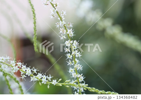 オカワカメの花　白い花　アカザカズラ　長い花穂　白く小さ花が集まり穂のように咲くオカワカメの花 134368482