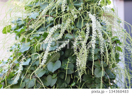 オカワカメの花 白い花 アカザカズラ 長い花穂 白く小さ花が集まり穂のように咲くオカワカメの花 オカワカメの花 白い花 アカザカズラ 長い花穂 白く小さ花が集まり穂のように咲くオカワカメの花 134368483