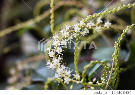 オカワカメの花　白い花　アカザカズラ　長い花穂　白く小さ花が集まり穂のように咲くオカワカメの花 134368484