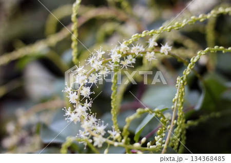 オカワカメの花 白い花 アカザカズラ 長い花穂 白く小さ花が集まり穂のように咲くオカワカメの花 オカワカメの花 白い花 アカザカズラ 長い花穂 白く小さ花が集まり穂のように咲くオカワカメの花 134368485