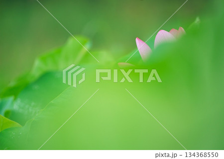 京都府久世郡久御山町の蓮池で撮影した清楚な蓮 134368550