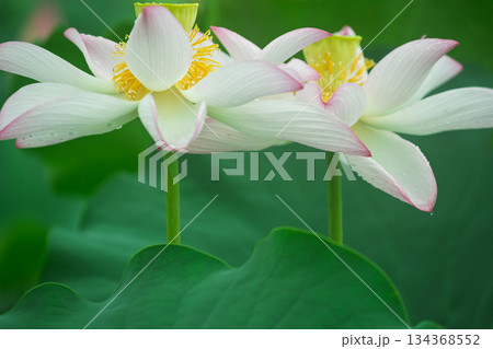 京都府久世郡久御山町の蓮池で撮影した清楚な蓮 134368552