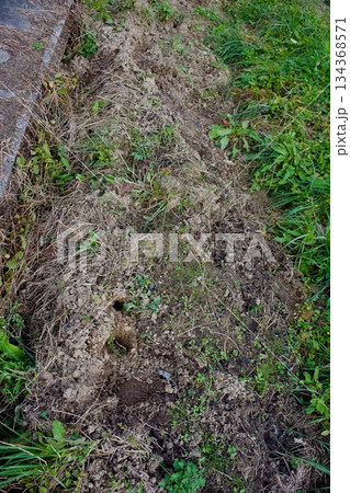 猪が餌探しで掘り返した畑の隅 134368571