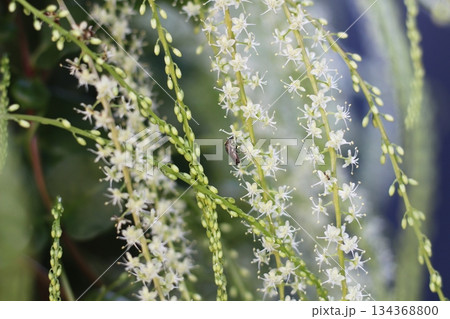 オカワカメの花　白い花に虫が一匹蜜を吸いにきている　アカザカズラ　長い花穂　 134368800