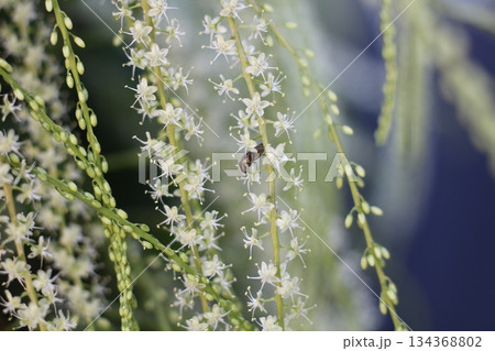 オカワカメの花 白い花 アカザカズラ 長い花穂 白く小さ花が集まり穂のように咲くオカワカメの花 オカワカメの花 白い花 アカザカズラ 長い花穂 白く小さ花が集まり穂のように咲くオカワカメの花 134368802