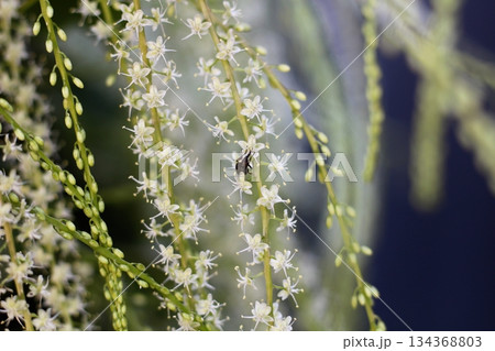 オカワカメの花 白い花 アカザカズラ 長い花穂 白く小さ花が集まり穂のように咲くオカワカメの花 オカワカメの花 白い花 アカザカズラ 長い花穂 白く小さ花が集まり穂のように咲くオカワカメの花 134368803