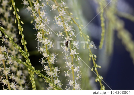 オカワカメの花　白い花　アカザカズラ　長い花穂　白く小さ花が集まり穂のように咲くオカワカメの花 134368804