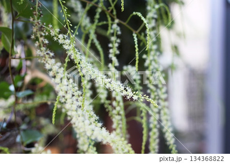 オカワカメの花　白い花　アカザカズラ　長い花穂　白く小さ花が集まり穂のように咲くオカワカメの花 134368822