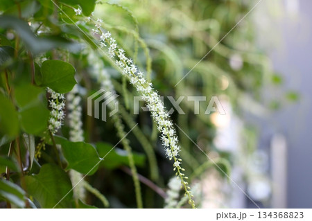 オカワカメの花　白い花　アカザカズラ　長い花穂　白く小さ花が集まり穂のように咲くオカワカメの花 134368823