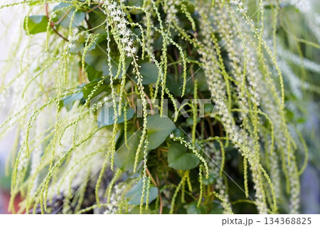 オカワカメの花　白い花　アカザカズラ　長い花穂　白く小さ花が集まり穂のように咲くオカワカメの花 134368825