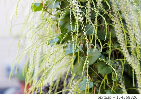 オカワカメの花　白い花　アカザカズラ　長い花穂　白く小さ花が集まり穂のように咲くオカワカメの花 134368826