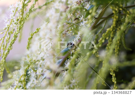 オカワカメの花 白い花 アカザカズラ 長い花穂 白く小さ花が集まり穂のように咲くオカワカメの花 オカワカメの花 白い花 アカザカズラ 長い花穂 白く小さ花が集まり穂のように咲くオカワカメの花 134368827