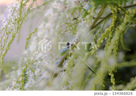 オカワカメの花　白い花　アカザカズラ　長い花穂　白く小さ花が集まり穂のように咲くオカワカメの花 134368828