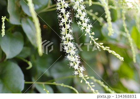 オカワカメの花 白い花 アカザカズラ 長い花穂 白く小さ花が集まり穂のように咲くオカワカメの花 オカワカメの花 白い花 アカザカズラ 長い花穂 白く小さ花が集まり穂のように咲くオカワカメの花 134368831