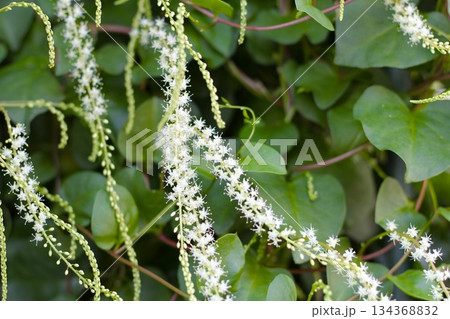 オカワカメの花　白い花　アカザカズラ　長い花穂　白く小さ花が集まり穂のように咲くオカワカメの花 134368832