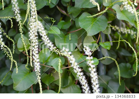 オカワカメの花　白い花　アカザカズラ　長い花穂　白く小さ花が集まり穂のように咲くオカワカメの花 134368833