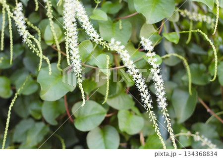 オカワカメの花　白い花　アカザカズラ　長い花穂　白く小さ花が集まり穂のように咲くオカワカメの花 134368834