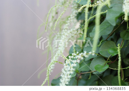 オカワカメの花 白い花 アカザカズラ 長い花穂 白く小さ花が集まり穂のように咲くオカワカメの花 オカワカメの花 白い花 アカザカズラ 長い花穂 白く小さ花が集まり穂のように咲くオカワカメの花 134368835