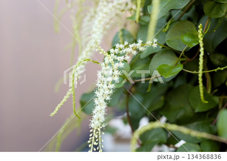 オカワカメの花　白い花　アカザカズラ　長い花穂　白く小さ花が集まり穂のように咲くオカワカメの花 134368836