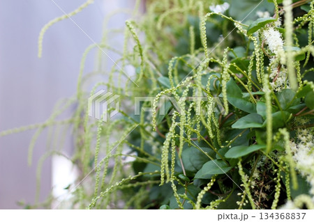 オカワカメの花　白い花　アカザカズラ　長い花穂　白く小さ花が集まり穂のように咲くオカワカメの花 134368837