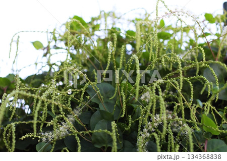 オカワカメの花 白い花 アカザカズラ 長い花穂 白く小さ花が集まり穂のように咲くオカワカメの花 オカワカメの花 白い花 アカザカズラ 長い花穂 白く小さ花が集まり穂のように咲くオカワカメの花 134368838