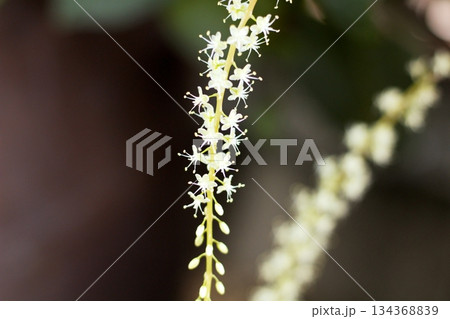 オカワカメの花　白い花　アカザカズラ　長い花穂　白く小さ花が集まり穂のように咲くオカワカメの花 134368839