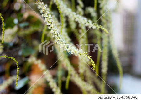 オカワカメの花　白い花　アカザカズラ　長い花穂　白く小さ花が集まり穂のように咲くオカワカメの花 134368840