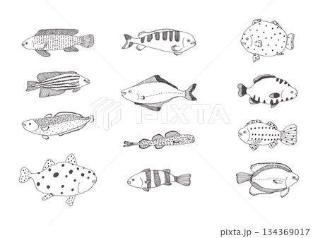 魚の手描きイラストセット 魚の手描きイラストセット 134369017