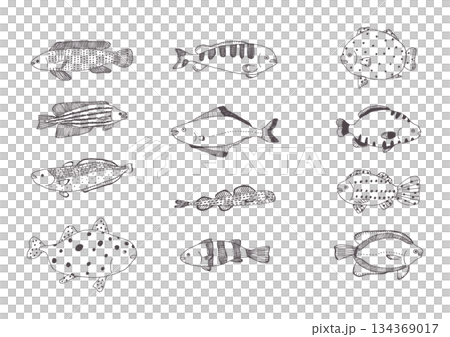 Hand-drawn fish illustration set 134369017
