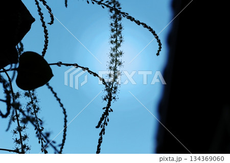 オカワカメの花の 青い背景 アカザカズラ 長い花穂 オカワカメの花の 青い背景 アカザカズラ 長い花穂 134369060