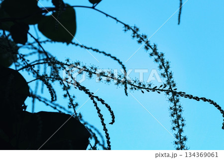 オカワカメの花の　青い背景　　アカザカズラ　長い花穂　 134369061