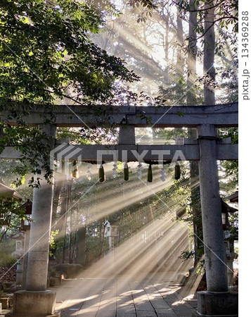 森の中の鳥居に差し込む神秘的な光芒 134369288