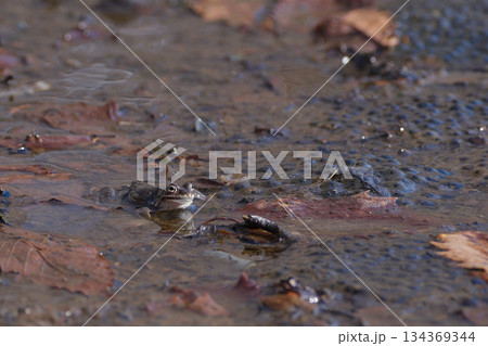 エゾアカガエルと卵 134369344