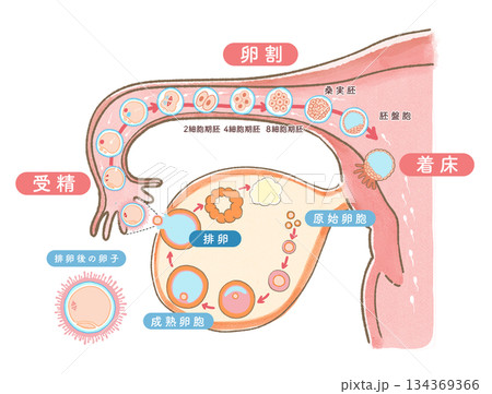 女性の子宮内で排卵から受精、着床の流れがわかる水彩の図説イラスト 134369366