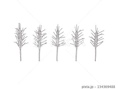 シンプルな麦の手描きイラスト 134369488