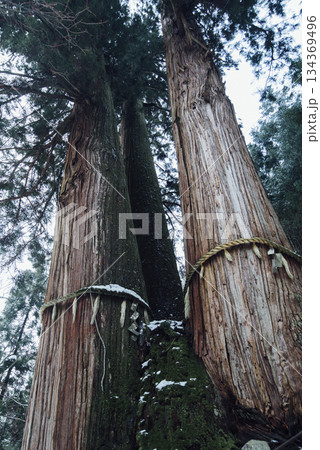 京都花背の三本杉 134369496