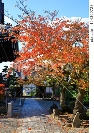 明日香村　紅葉の橘寺 134369728