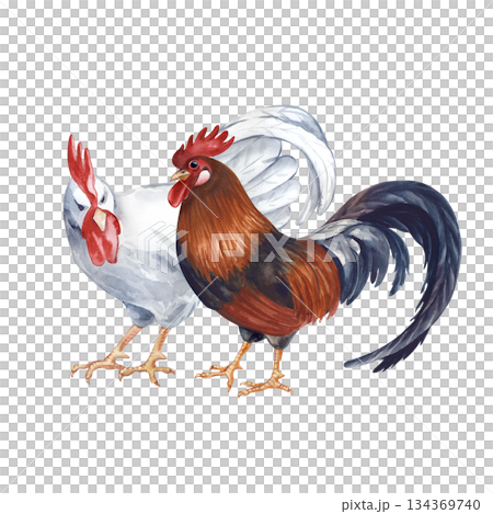 The white cockerel looks disapprovingly at the dark rooster. Watercolor illustration on an isolated background. Poultry yard bird clip art in natural colors. Realistic farm birds for eco-friendly food 134369740