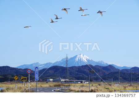 快晴の青空に映える冠雪の大山をバックに能義平野を走る白鳥ロードのS字カーブの上空を行き交う白鳥の編隊 134369757