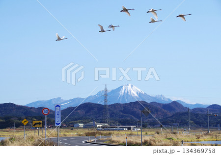 快晴の青空に映える冠雪の大山をバックに能義平野を走る白鳥ロードのS字カーブの上空を行き交う白鳥の編隊 快晴の青空に映える冠雪の大山をバックに能義平野を走る白鳥ロードのS字カーブの上空を行き交う白鳥の編隊 134369758