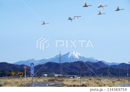 快晴の青空に映える冠雪の大山をバックに能義平野を走る白鳥ロードのS字カーブの上空を行き交う白鳥の編隊 134369759