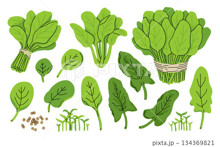 Fresh juicy raw leaf spinach isolated on a white background. Healthy diet, vegetarian food. Green salad plant collection in flat style. Leaves, seeds and bunch of greens. 134369821