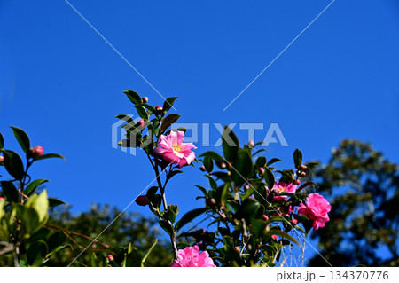 紅色　山茶花　青空 134370776