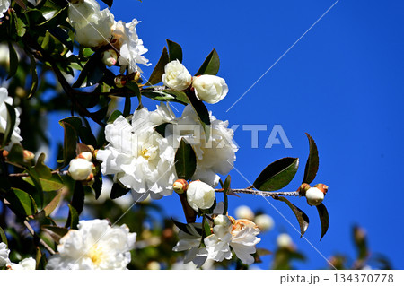 山茶花　青空 134370778