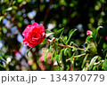 山茶花　一枝 134370779