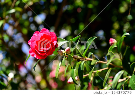 山茶花　一枝 134370779