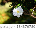 白い山茶花 134370780