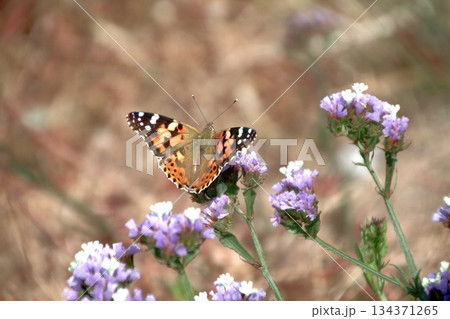 A Butterfly Resting on a Green Leaf and Spring Flowers. A Butterfly Resting on a Green Leaf and Spring Flowers. 134371265