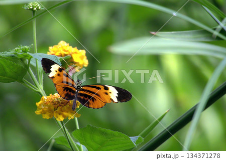 A Butterfly Resting on a Green Leaf and Spring Flowers.  134371278